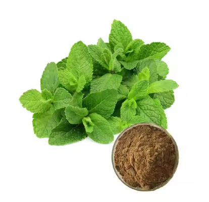 Geneesmiddel Ingrediënt Peppermint Plant Mentha Extract Natuurlijke smaak CAS NO 90063-97-1