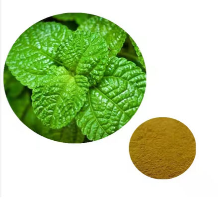 Geneesmiddel Ingrediënt Peppermint Plant Mentha Extract Natuurlijke smaak CAS NO 90063-97-1