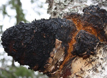 Natuurlijke 10%~50% Polysacchariden Chaga-extract Poederextract CAS 84650-60-9