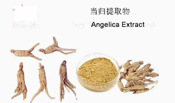 Chinese geneeskunde extract grondstof Angelica extract CAS NO 84775-41-7 Gezondheid