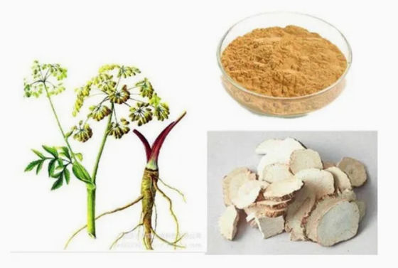 Chinese geneeskunde extract grondstof Angelica extract CAS NO 84775-41-7 Gezondheid
