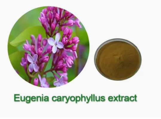 Eugenia Caryophyllus Extract CAS NO 84961-50-2 Voedingsproducten voor de gezondheid