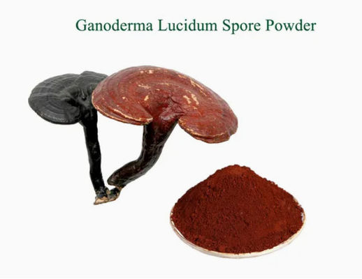 Plantgeneeskunde Ganoderma Lucidum Spore Powder CAS NO 223751-82-4 Natuurlijke organische