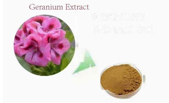 Biologisch geranium-extractpoeder voor levensmiddelen CAS NO 8000-46-2 Pelargonium Hortorum
