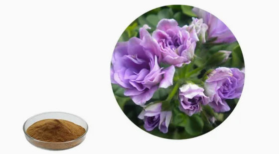 Biologisch geranium-extractpoeder voor levensmiddelen CAS NO 8000-46-2 Pelargonium Hortorum