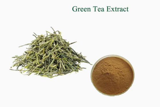 Natuurlijke kruidengeneesmiddelen Groene thee-extract Cas nr. 989-51-5 Camellia Sinensis o.ktze