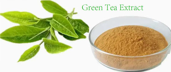 Natuurlijke kruidengeneesmiddelen Groene thee-extract Cas nr. 989-51-5 Camellia Sinensis o.ktze