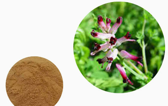 100% natuurlijk Fumaria-extract CAS NO 10097-84-4 10% Tannines Fumaria Officinalis-extract