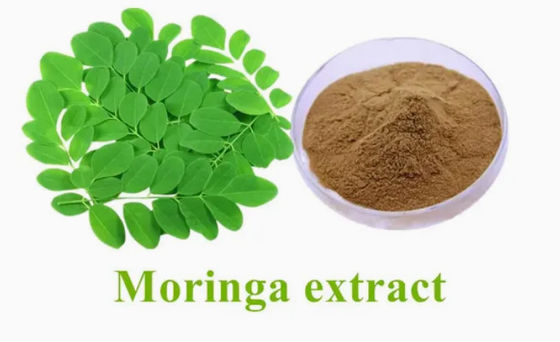 Natuurlijke plant Moringa Extract 10/1 CAS NO 93165-54-9 Moringa Oleifera poeder